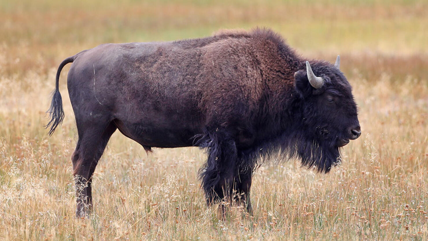 Woman Injured In Bison Attack At Yellowstone National Park | iHeart