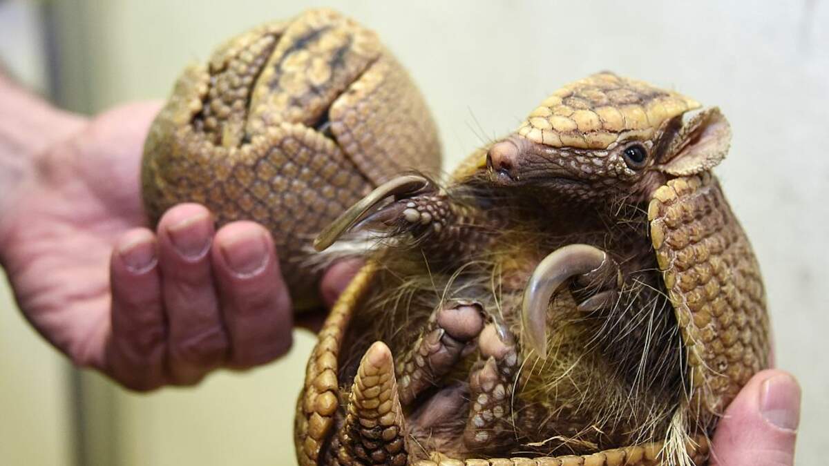 Armadillo Rolls Around Floor With His Favorite Toy | 94.1 KODJ ...