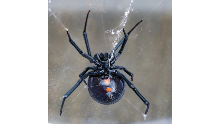 ventral side of black widow spider