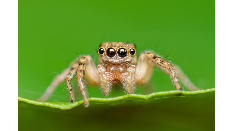 Close-up of Salticus scenicus or jumping spider on leaf