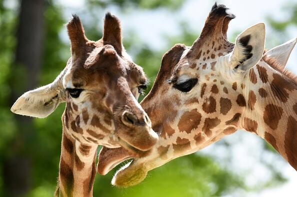 I Was SHOCKED! Giraffes Fight To The DEATH?? WTF!!! | iHeart