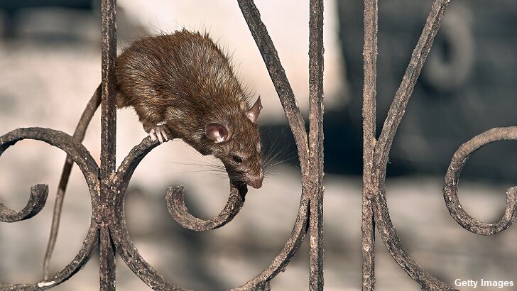 CDC Issues Warning About 'Aggressive' Rats