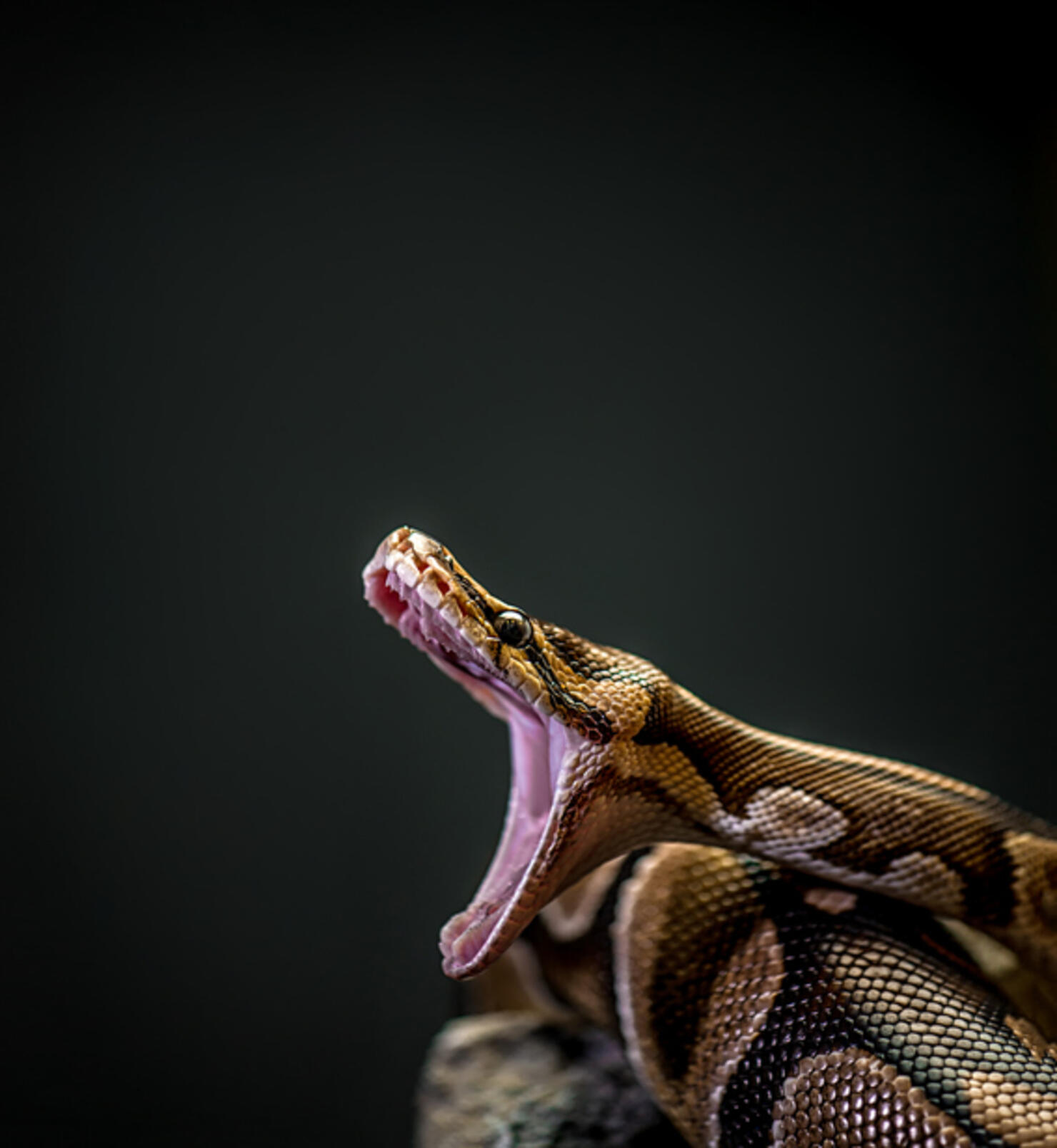 Burmese Python with mouth open