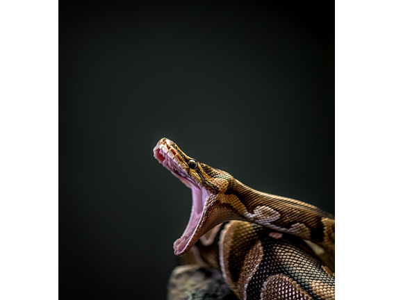 Burmese Python with mouth open