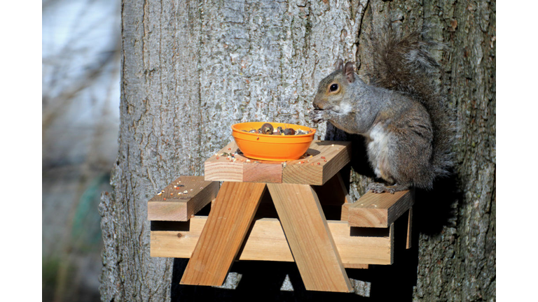 Squirrel In The Morning Sun