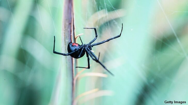 Hoping to Obtain Superpowers, Bolivian Boys Let Black Widow Spider Bite Them