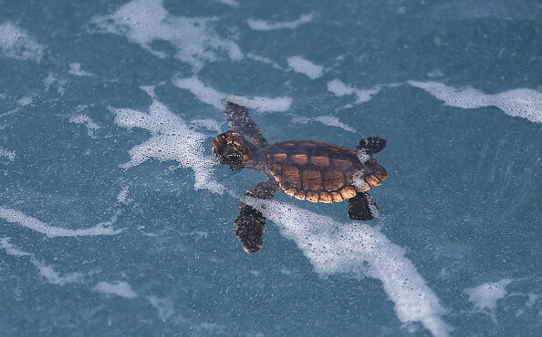 Hundreds Of Sea Turtles Hatchlings Are Released Into Atlantic Ocean