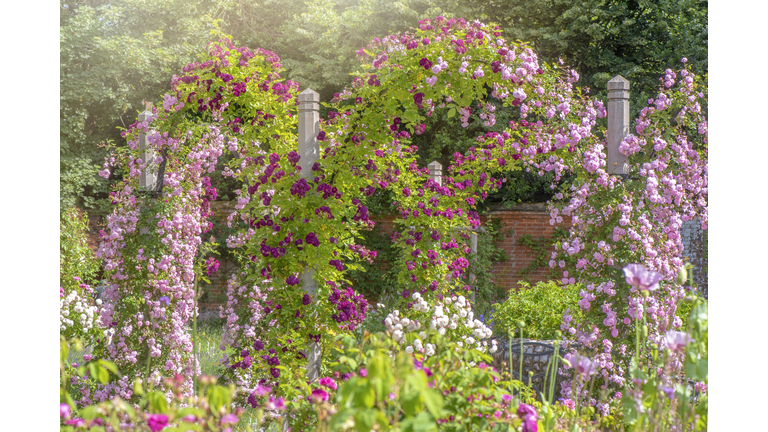 A beautiful English cottage garden in the summer sunshine with scented roses on a garden pergola