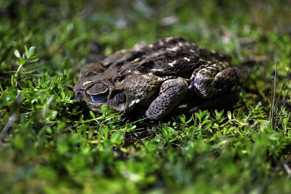 Infestation Of Poisonous Toads Has Florida Residents Calling Pest Control Specialists To Remove The Hoards