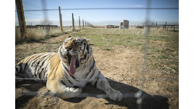 Wild Animal Sanctuary In Colorado Home To Almost 40 Tigers From Wildly Popular Documentary Of Joe Exotic "Tiger King"