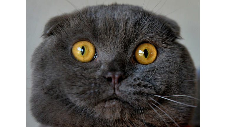 Copyright 2020 Getty Images