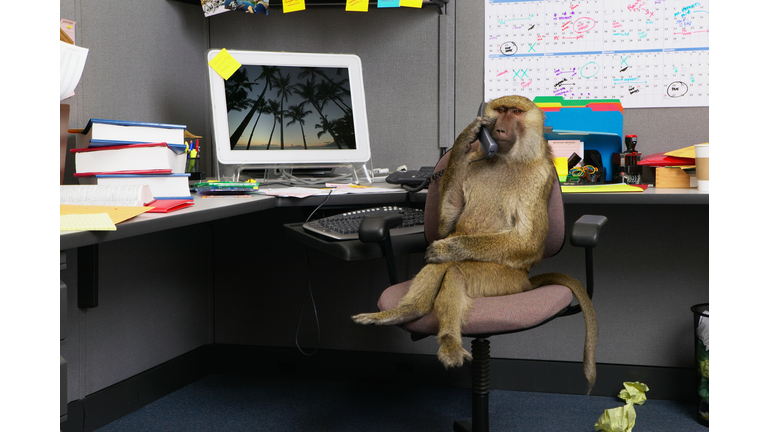 Baboon sitting at office desk, holding telephone receiver