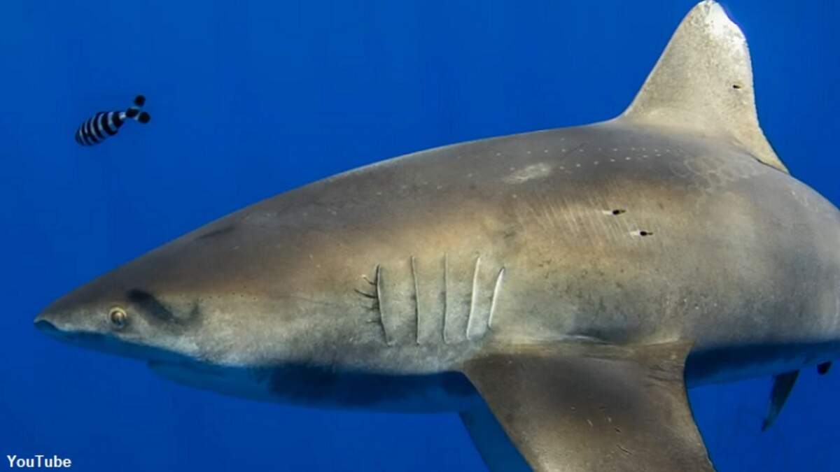 Shark's Scars Suggest Battle with Giant Squid | Coast to Coast AM