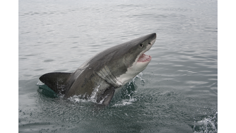 Great White Shark