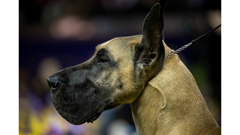 Great Dane Breed - Photo Drew Angerer / Staff