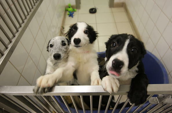 Puppy Cart Merchandise is Now Available at NHS