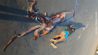 Giant Squid Washes Ashore in South Africa