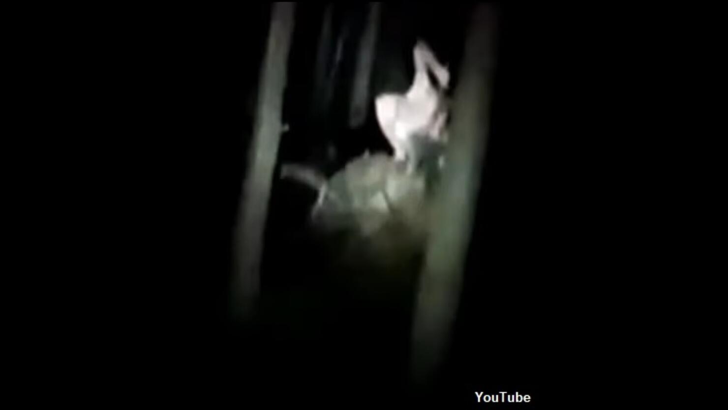 NEWS: Man Captures Creepy Rake-Like Creature on Camera in Polish Forest —  The Confessionals