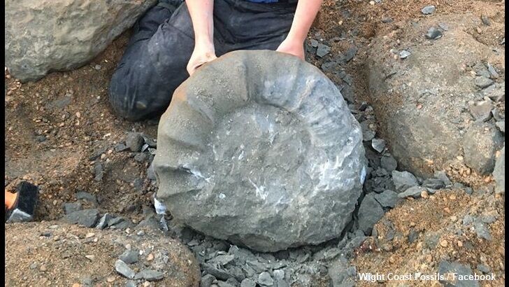 Huge Ammonite Fossil Found in England
