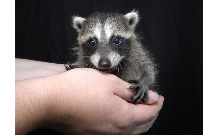 Hands cradle a baby raccoon