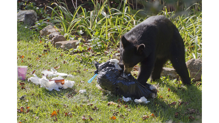 Black Bear Chews on Garbage Bag