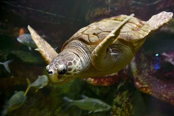 FRANCE-NATURE-SEA-ANIMALS-FEATURE