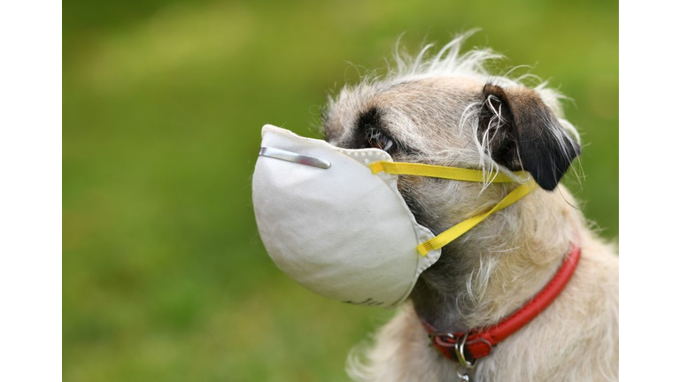 TOPSHOT-US-HEALTH-VIRUS-ANIMAL-PETS-DOG