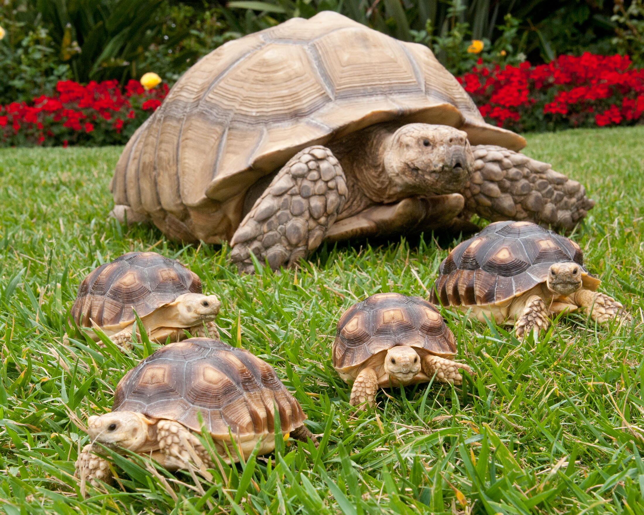 Черепахи весной