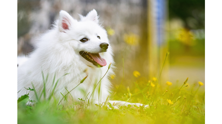Close-Up Of White Dog On Field