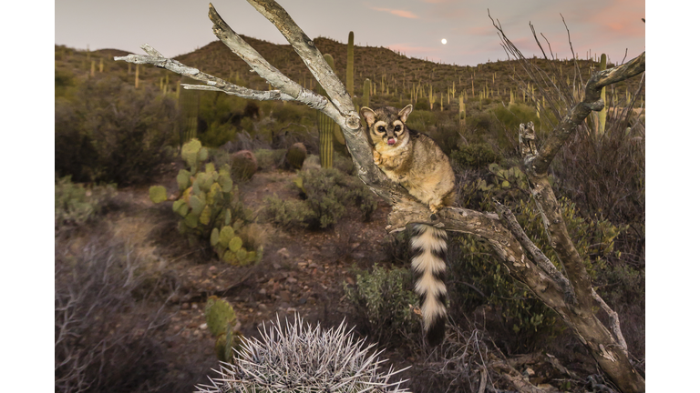 Captive ringtail (Bassariscus astutus) at sunset, Arizona Sonora Desert Museum, Tucson, Arizona, United States of America, North America