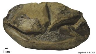 Massive Mystery Fossil Found in Antarctica Identified as Ancient Egg