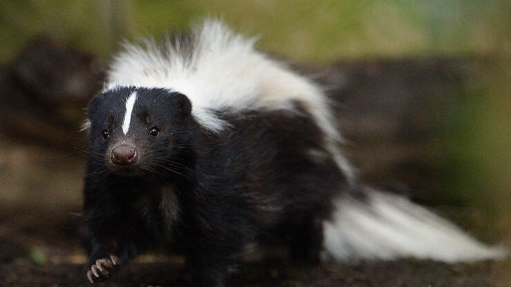 When A Pet Cat And Pet Skunk Meet For The First Time | Country 107.3 WRWD