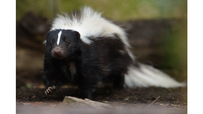 Copyright 2020 Getty Images