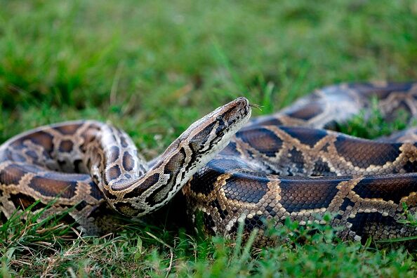 US-ENVIRONMENT-SNAKES-FLORIDA-OFFBEAT