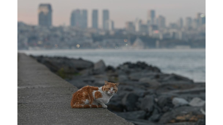 Copyright 2020 Getty Images