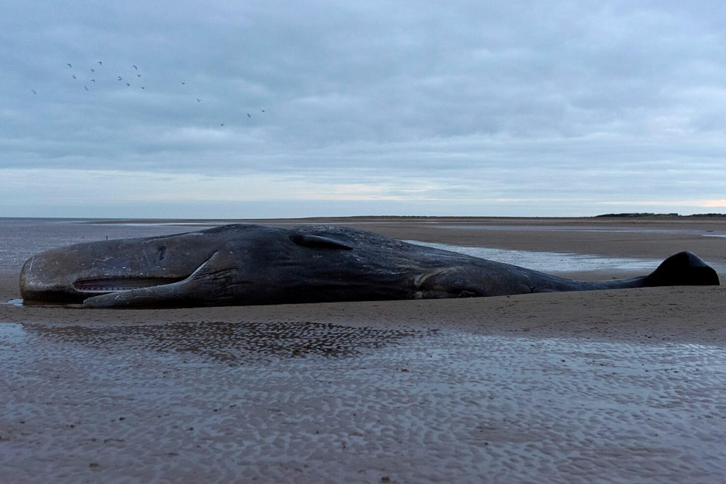 50 Years Later, The Exploding Whale Still Lives As The Oddest Moment In ...