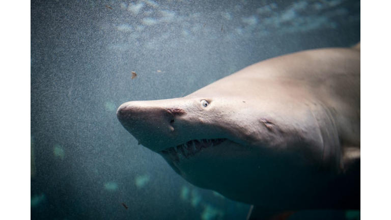 TOPSHOT-FRANCE-ANIMALS-AQUARIUM-NATURE-SEA-FEATURE