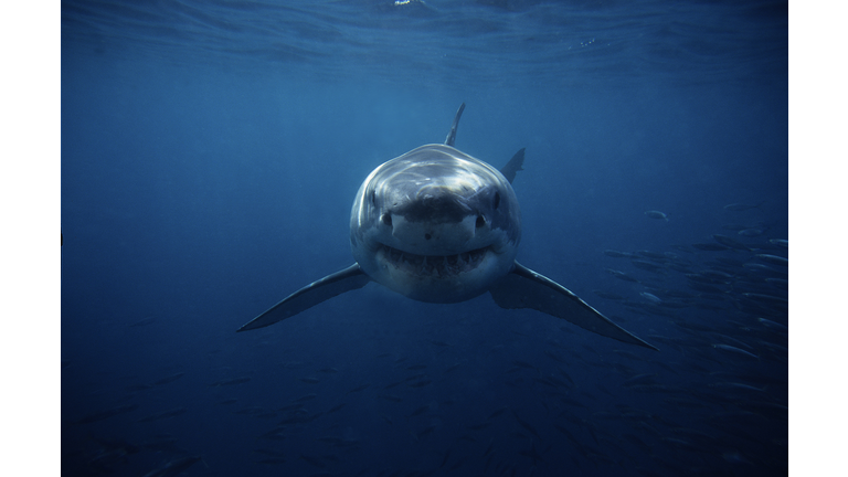 great white shark,carcharodon carcharias, swimming,south australia