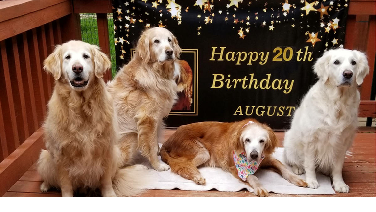 Oldest Golden Retriever In History Is 20 Years Old 