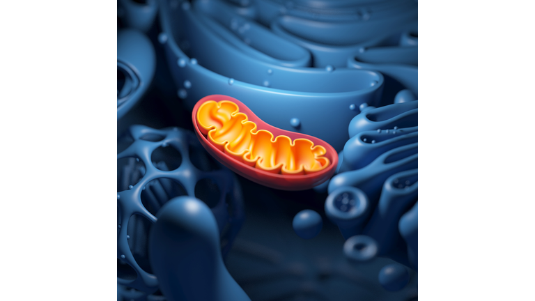 Cell structure and mitochondrion, illustration