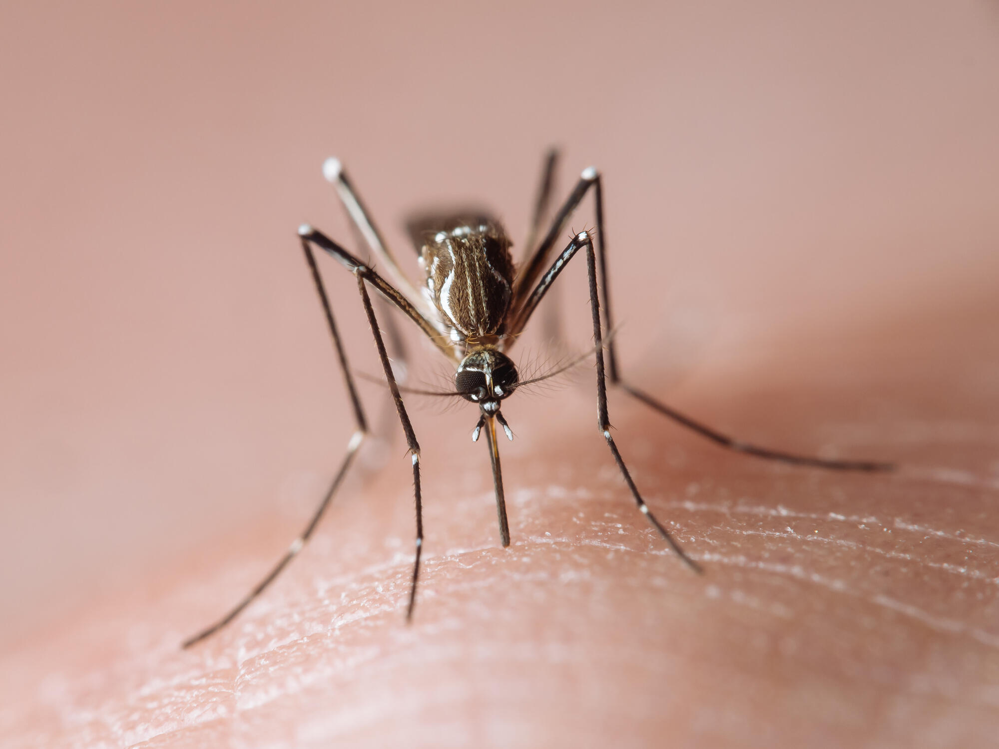 750 Million Genetically Engineered Mosquitoes Set To Invade Florida ...