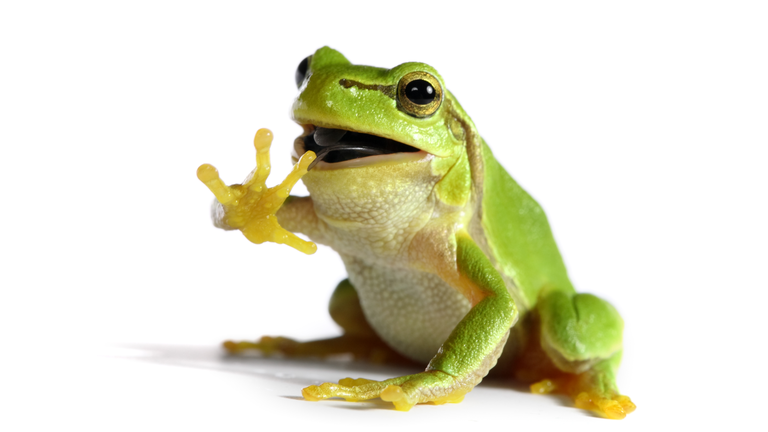 frog eating a fly