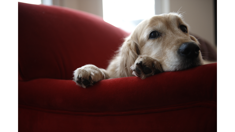 Golden retriever dog lying on sofa, close-up