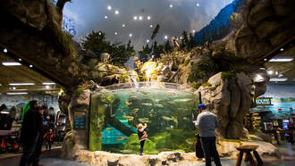 Louisiana Man Dives Into Bass Pro Fish Tank