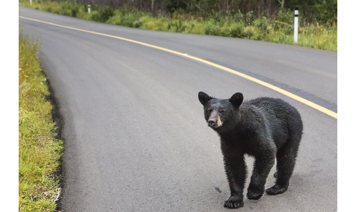 Black bear, Waterton Lakes National Park