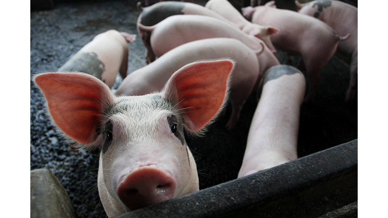 Swine Flu Threat Reaches Indonesia