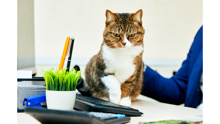 Funny cat with in office. Business scene.