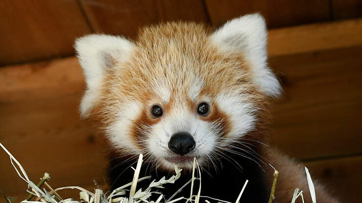 Check Out Oregon Zoo's New Baby Red Panda...Adorable! | K103 Portland