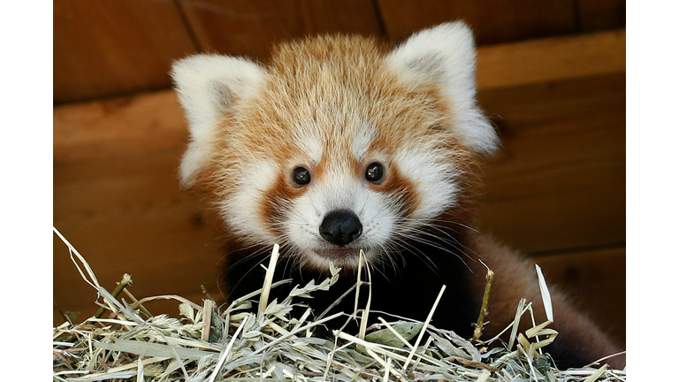 Young Red Panda