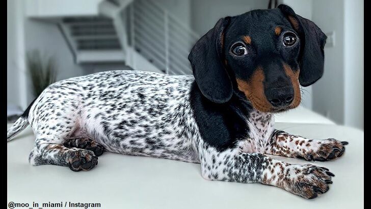 Dachshund Dubbed 'Moo' Sports Cow-Like Coat of Fur